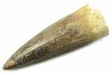 Fossil Spinosaurus Tooth - Real Dinosaur Tooth #357722-1
